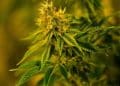 CBD Glaucoma