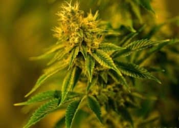 CBD Glaucoma