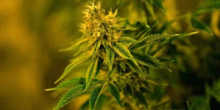 CBD Glaucoma