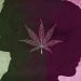 CBD and Bipolar disorder