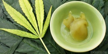 skin cancer and CBD oil