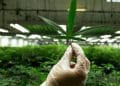 Pot Stocks Fuelling New Wave of Investments