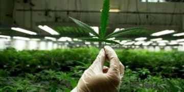 Pot Stocks Fuelling New Wave of Investments