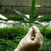 Pot Stocks Fuelling New Wave of Investments