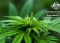Medical Cannabis Approvals See a Surge in Australia