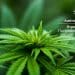Medical Cannabis Approvals See a Surge in Australia