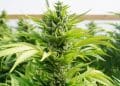 A Bill to Remove Cannabis as a Controlled Substances is Up for Vote