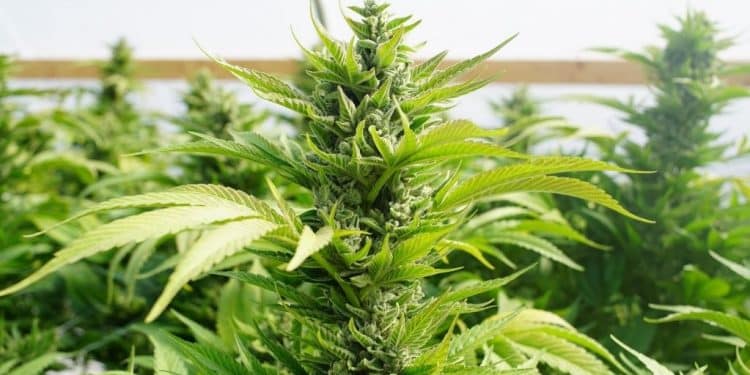A Bill to Remove Cannabis as a Controlled Substances is Up for Vote