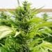 A Bill to Remove Cannabis as a Controlled Substances is Up for Vote