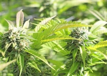 MCC to Livestream the Hemp Production Course Details