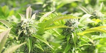 MCC to Livestream the Hemp Production Course Details