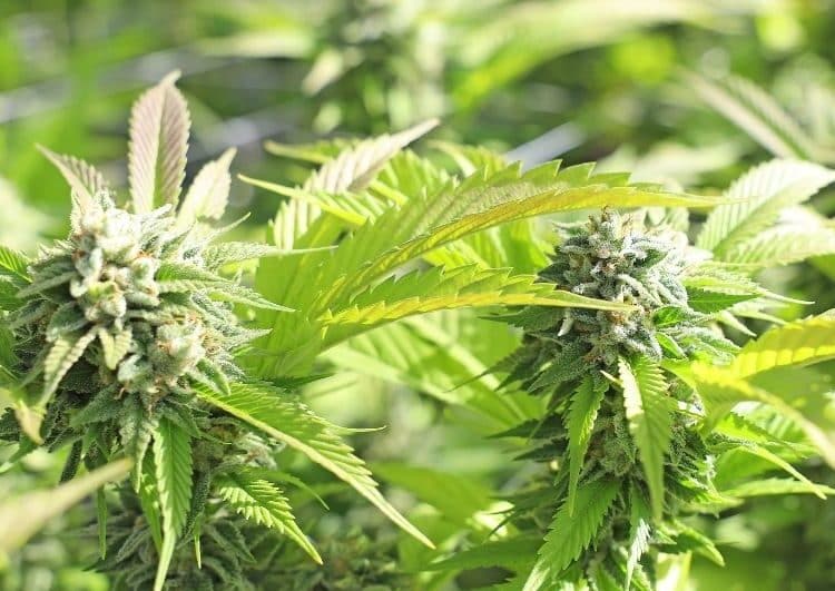 MCC to Livestream the Hemp Production Course Details