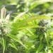 MCC to Livestream the Hemp Production Course Details