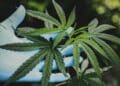 GateWay Community College Emphasizes Cannabis Education