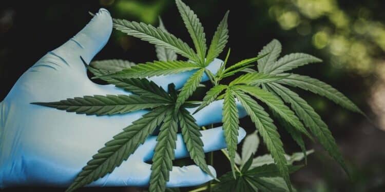 GateWay Community College Emphasizes Cannabis Education