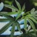 GateWay Community College Emphasizes Cannabis Education